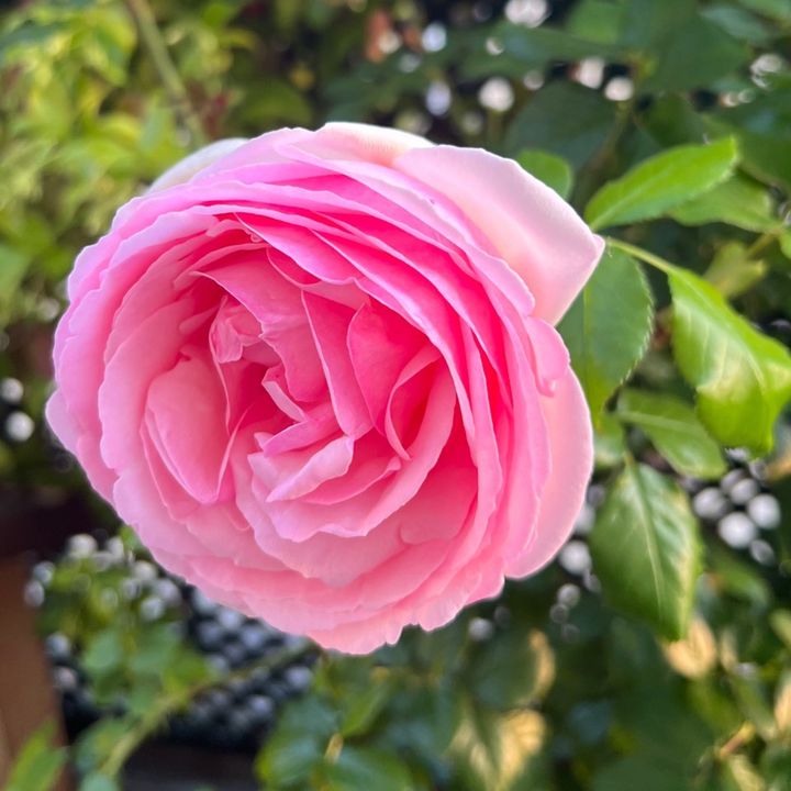 Profile Picture of user7369945493023 (@marcdolfi) on Tiktok