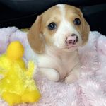 Profile Picture of Darci Lynn Howell (@darcithedachshund) on Instagram