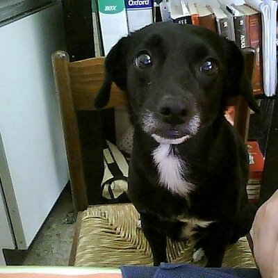 Profile Picture of Lisa Conversi (@PulceLuna) on Twitter