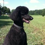 Sherry Dickson - Instagram Profile Picture of Sherry Dickson (@sherclair) on Instagram