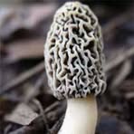 Profile Picture of Tod H Merrifield (@Tod-H-Merrifield) on Facebook