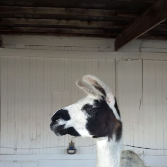 Profile Picture of Allison Bickel (@21bickela) on Poshmark