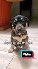 Profile Picture of   Pelos y Aries 🐩🐕‍... (@laslocurasde_pelosyaries) on Tiktok