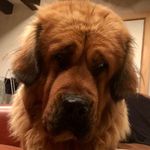 Profile Picture of Scott Caulwell (@oggytibetanmastiff) on Instagram