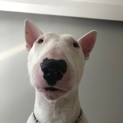 Profile Picture of Ana Paula Brito (@anappaaula) on Twitter