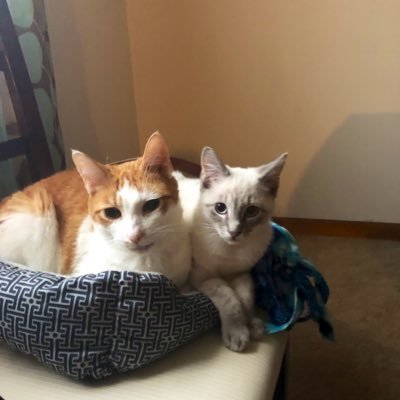 Profile Picture of Anthony Caiozzo (@CaiozzoAnthony) on Twitter