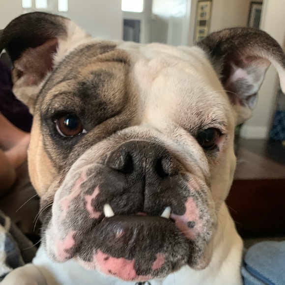 Profile Picture of Texie Gomm (@texiegomm) on Poshmark