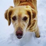 Profile Picture of Bertram (@bertgoldenretriever) on Instagram