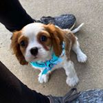 Hank🐾 - Instagram Profile Picture of Hank🐾 (@hank_kingcharles) on Instagram