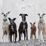 Sighthound pack - Instagram Profile Picture of Sighthound pack (@sarah_whippets) on Instagram