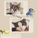 Profile Picture of Gretchen&Heinrich (@goethes_cats) on Instagram