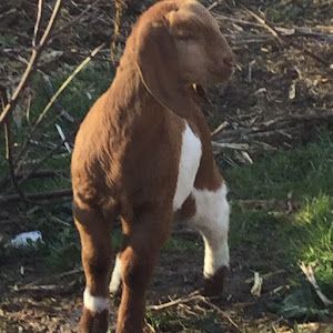 Profile Picture of andrewholtet (@andrewholtet) on Tiktok