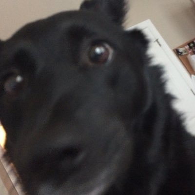 Profile Picture of Juz Cal Me Picks (@im_not_pickle) on Twitter