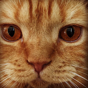 Oimel Boimel - Youtube Profile Picture of Oimel Boimel (@oimelboimel5811) on Youtube