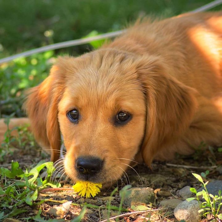 Profile Picture of Wrigley (@wrigleysadventures) on Tiktok