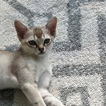 RoseAnna Bonadio - Instagram Profile Picture of RoseAnna Bonadio (@roseanna.bonadio) on Instagram