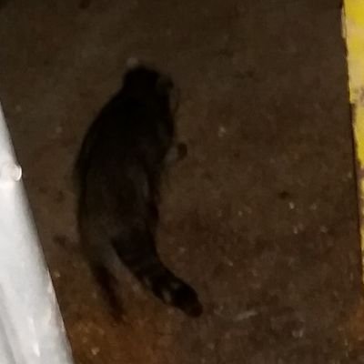 Profile Picture of Rhett Clark (@D1rtyTr4shP4nd4) on Twitter