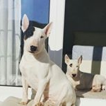 Profile Picture of Largo🐶Fluffy🐶 john🙌stella🙆 (@largo_fluffy) on Instagram