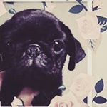 Profile Picture of Sir Walter Cornelious (@sir_wally.le_puggles) on Instagram