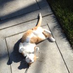 Profile Picture of Brad Daniels (@bradapalooza812) on Instagram