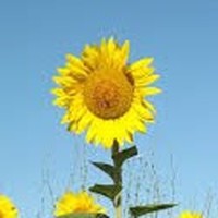 Profile Picture of Summer Maynard (@summer-maynard-3) on Quora