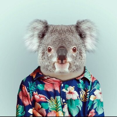 Profile Picture of Dane McCarthy (@dane_mccarthy) on Twitter