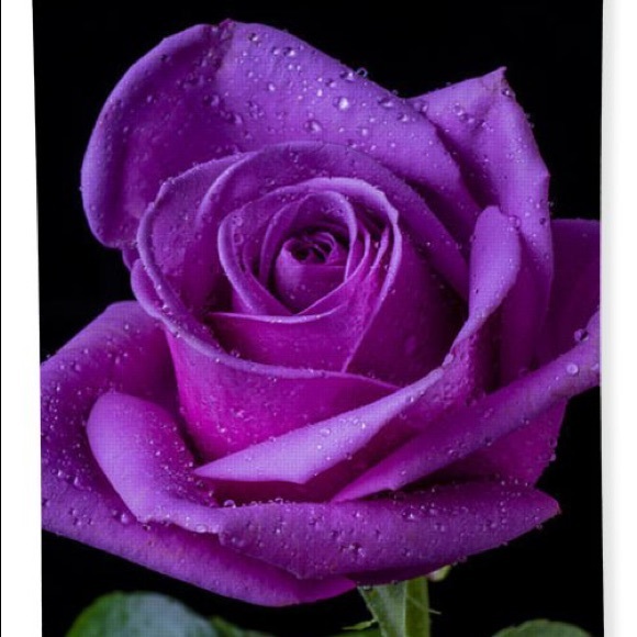 Profile Picture of Laramie Matthies (@laramiematthies) on Poshmark