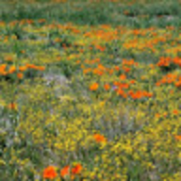 Profile Picture of Leighton Shortley (@lshortley) on Poshmark