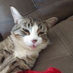 Joshua Aaron - Instagram Profile Picture of Joshua Aaron (@frisky_joshie) on Instagram