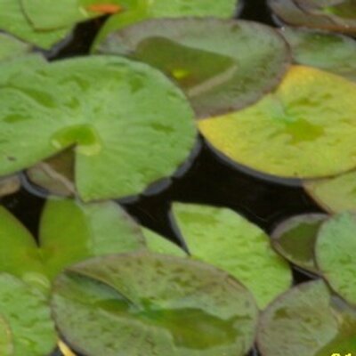 Profile Picture of Mark Lauterbach (@LauterbachM) on Twitter