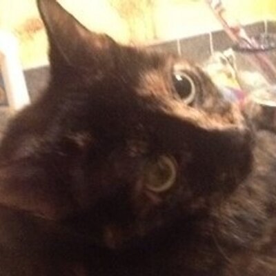 Profile Photo of Cathleen A Allen (@miissnannycat) on Twitter