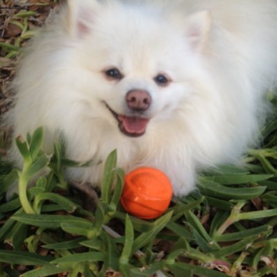 Profile Picture of Bubba Bully Bear 🐾 (@Bubbabullybear) on Twitter