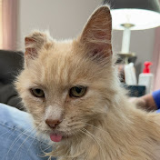 Profile Picture of Josiah Simpson (@Josiah9779) on Youtube