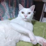 Profile Picture of ofelia paz (@paz.ofelia) on Instagram