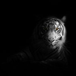 Profile Picture of Yuri Andrade Basílio (@YuriAndradeBas2) on Twitter