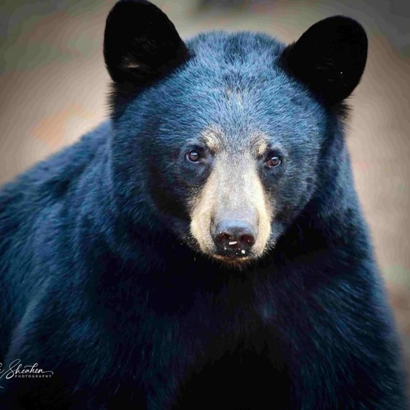 Profile Picture of Jennifer Studeman (@jstudeman) on Poshmark