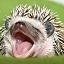 Profile Picture of Andrew Goode (@HedgehogBC) on Twitter