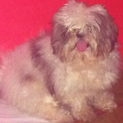 Profile Picture of Kim Lindsley Onnagan (@kkhiimm) on Twitter