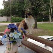 Profile Picture of Lou Ann Wilcox (@louannwilcox8347) on Youtube