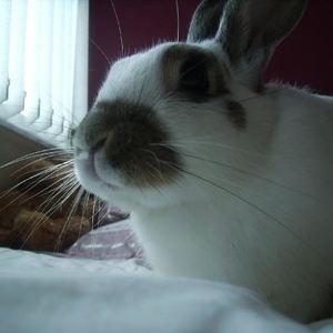 Profile Picture of Robert Mcglade (@x_robert_rabbit_x) on Myspace