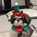 Profile Picture of Kirby The Shih Tzu (@naomif0664) on Pinterest