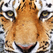 Profile Picture of John Quach (@johnquach5663) on Youtube