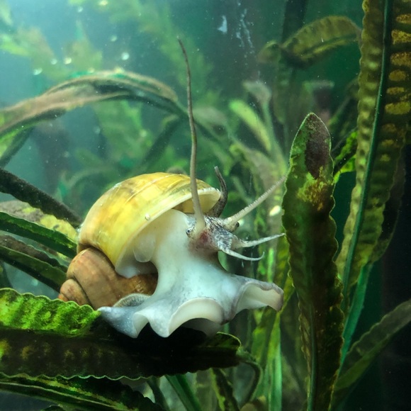 Profile Picture of Raena Mashler (@missmash6) on Poshmark