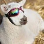 Profile Picture of Dennis Schaap (@dennis.schaap) on Instagram