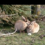 Profile Picture of Lisa Haselbeck (@lisyxss) on Instagram