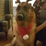 Profile Picture of Sandra Shields (@sandrashields7909) on Instagram