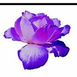 Rosie Stevenson - Instagram Profile Picture of Rosie Stevenson (@bluerosephotography1) on Instagram