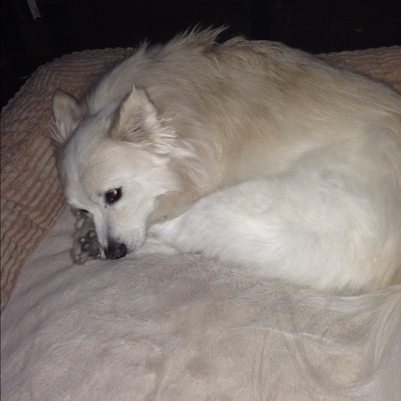 Profile Picture of Gabriela Guttilla (@gabi1rose) on Poshmark