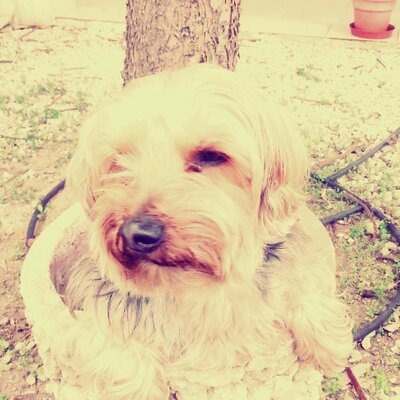 Profile Picture of Nicholas Caruana (@nickycool5741) on Twitter