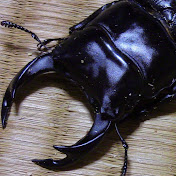 Profile Picture of YOKOYA CHANNEL (@yokoyachannel4324) on Youtube